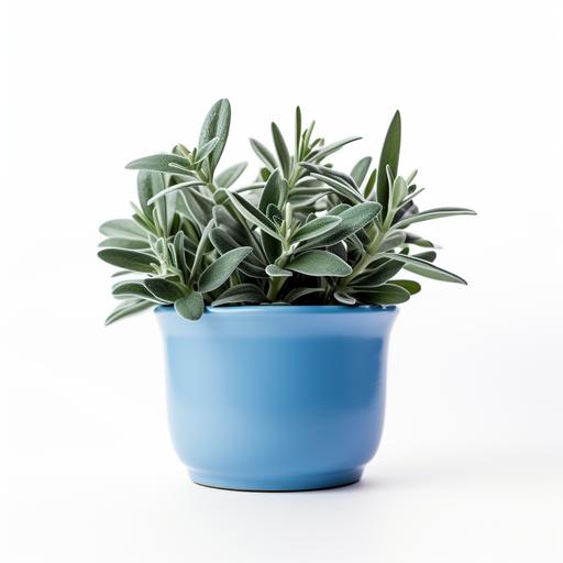little blue pot filled with a few little sage leaeves. White background. Realistic photo