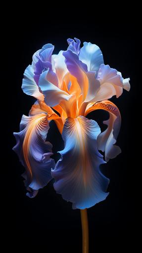 photorealistic blue and orange Iris, dramatic light from behind makes iris translucent, dark background, HD, 3D shading, --ar 9:16
