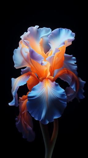 photorealistic blue and orange Iris, dramatic light from behind makes iris translucent, dark background, HD, 3D shading, --ar 9:16