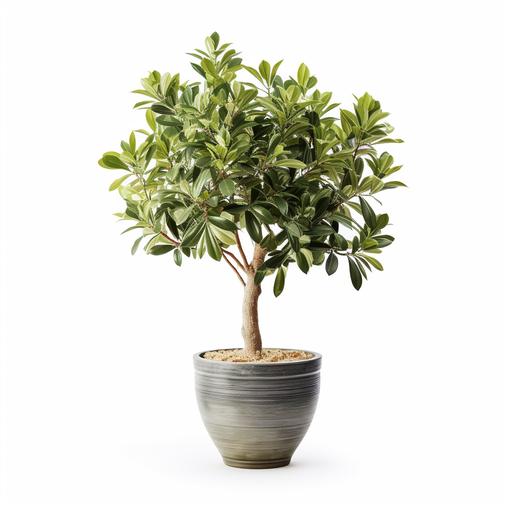 interior potted tree. realistic. white background