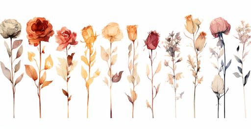 roses pressed dried flowers in the style of watercolor on a white background --ar 293:151