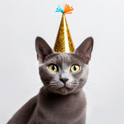A korat cat with happy birth day hat on the white background