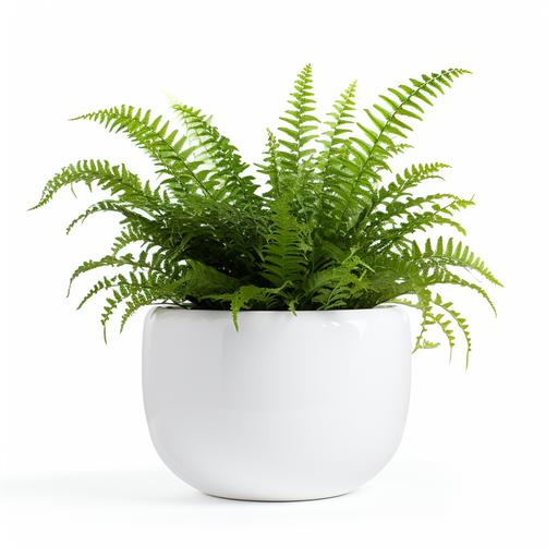 A premium White Plant pot with Boston Fern plant inside in it on white background like png, uhd