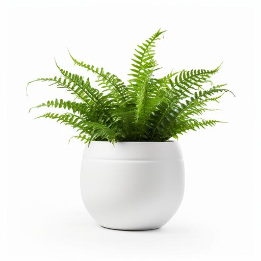 A premium White Plant pot with Boston Fern plant inside in it on white background like png, uhd