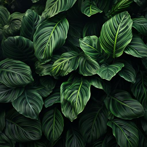 Calathea, realistic and detailed renderings, in the style of realistic chiaroscuro, soft light, exotic flora, junglecore, dark green leaf trails and green leaves, large leaves and long rhizomes, randomly distributed across the screen. 16k.