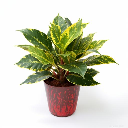 Highly realistic Intricate detailed of Croton Codiaeum Variegatum in a white pot on a modern on a round table, isolated on white background, ultrarealistic, hyperrealistic, detailed