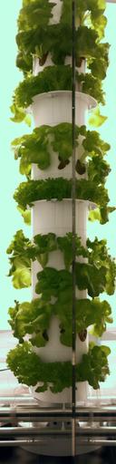 with fusion energy indoor urban farms working 24 hours a day robotic harvesting closed loop water system nutrient cycle maximization high end organic produce at scale for the masses at a fraction of the cost :: yum salad --ar 1:4 --q 2 --v 5