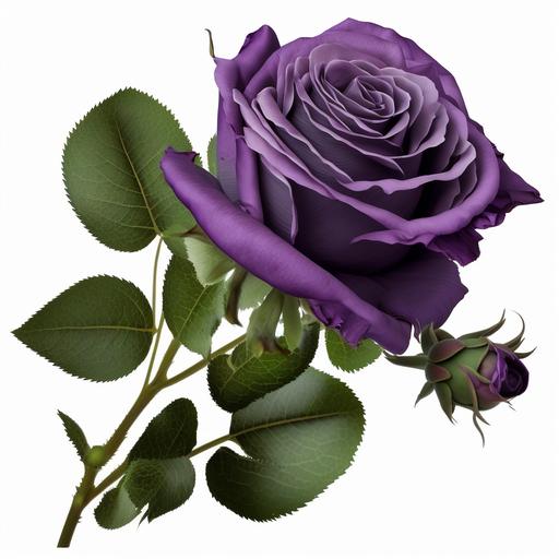 One purple rose flower, with an image size of 1,920 x 1,080 pixels, has a transparent background