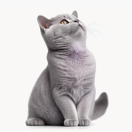 Lilac British Shorthair cat sitting and looking up, isolated white background