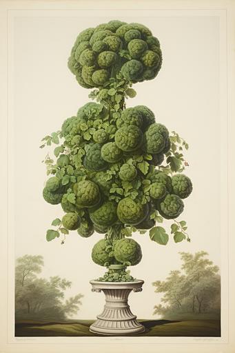Topiary, artwork by John James Audubon, detailed botanical art --ar 2:3 --s 55
