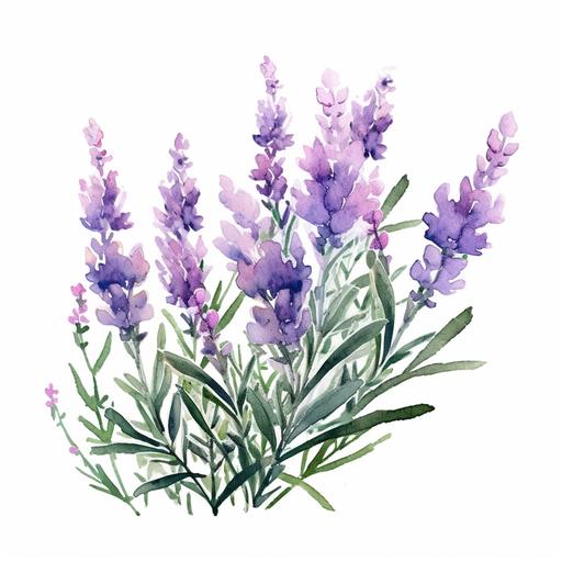a cute watercolor style illustration of a bush of lavenders in white background