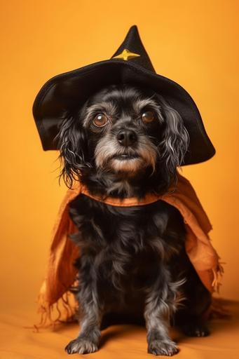 a dog in Halloween witch costumes on a yellow background in a full-length studio, professional photography ultra-realistic photo, incredibly detailed, sharpness, details --ar 2:3 --q 2 --s 750 --v 5