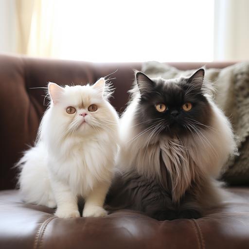 a fully dark brown persian cat and a milky white persian cat sitting together