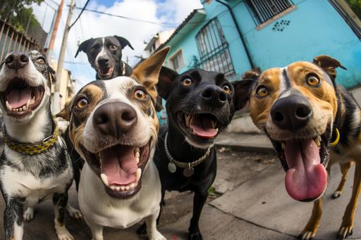 a group of 4 brazilian street dogs taking a selfie