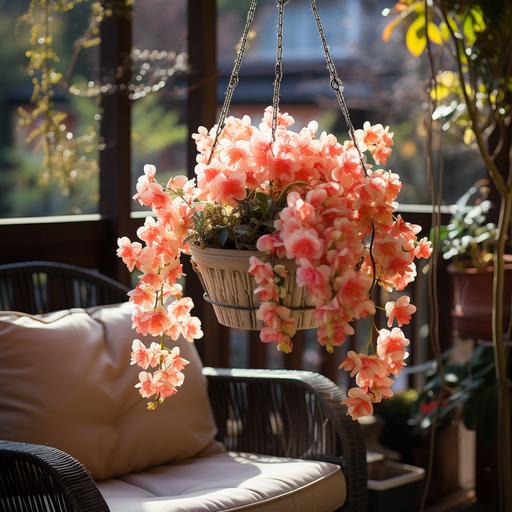 a haning pot with a hanging begonia in a cozy veranda --style raw --s 750