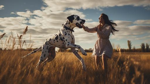 a photo of a great dane playing with a short girl, great dane is white with black spots, girl is short and cute with brown hair and colorful clothes, open field of grass, sunny afternoon, soft clouds in a blue sky, --ar 16:9 --c 3