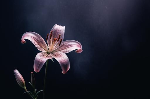 a voilet lily flower against a black background, in the style of joel robison, minimalist still lifes, wallpaper, lawrence alma-tadema, kinuko y. craft, the snapshot aesthetic, flowerpunk --ar 3:2