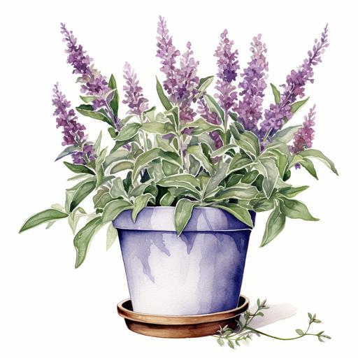 a watercolor illustration of a buddleia bush plant in a pot, white background