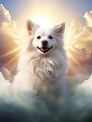 a white dog laying with angel wings over rainbow clouds terrapine --ar 3:4