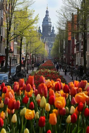als de lente komt dan stuur ik jou tulpen uit Amsterdam, als de lente komt dan geef ik jou tulpen uit Amsterdam, duizend gele, duizend rooie, wensen jou het aller mooiste, wat mijn mond niet zeggen kan, zeggen tulpen uit amsterdam, tulip --v 6.0 --style raw --ar 2:3