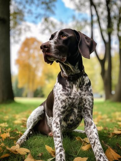 black and white adult German shorthaired pointer dog, sitting proudly on the lawn between two tall trees, panting with tongue sticking out --ar 3:4 --v 5