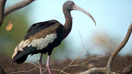 The white-shouldered ibis (Pseudibis davisoni) is a relatively large ibis species in thekiornithidae. It is native to small regions of Southeast Asia and is considered to be one of the most threatened bird species of this part of the continent. It is morphologically similar to its Indian congener, the black or red-naped ibis (Pseudibis papillosa), but lacks the red tubercles on the nape and is slightly larger, more robust, and has a longer neck and legs. The tail also appears shorter and spreads downwards, not straight as in the black ibis. The white-shouldered ibis is a glossy black bird with a white shoulder patch, white wing linings, and a white-tipped tail. Its bill is curved and black, and its legs are long and yellow. It has a wingspan of up to 1.2 m (4 ft) and a body length of up to 60 cm (24 in). The white-shouldered ibis is a social bird that usually gathers in large flocks. It feeds on small invertebrates, such as insects, worms, and crustaceans, as well as small fish and amphibians. It prefers to feed in shallow wetlands, such as marshes, swamps, and flooded fields. Realistic photo --v 4 --q 2 --ar 16:9