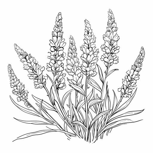 LAVENDER flower line art, background, vector, svg, coloring book page style, black outline on white background