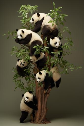china panda bears in a tree, in the style of orderly arrangements, unconventional poses --ar 75:112 --s 50