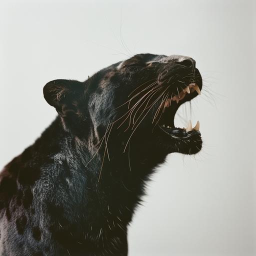 close up shot of black leopard growling with light neutral pastel background, minimal, editorial, shot on film, --v 6.0