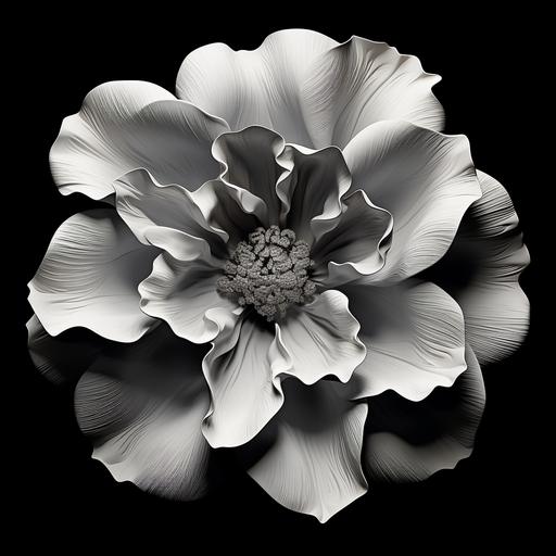 black and white flower petal no shading