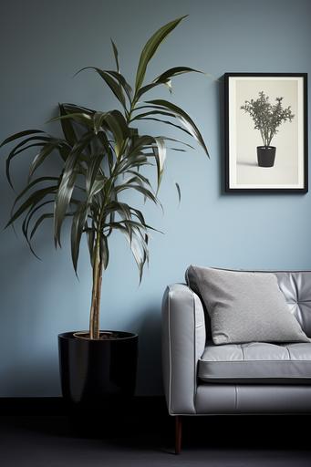 contemporary living room featuring grey walls, a grey couch and a large potted dracaena marginata plant, in the style of light sky-blue and black, new american color photography, naturalistic animal paintings, schlieren photography, monochrome, bauhaus photography, inspired by folklore --ar 85:128