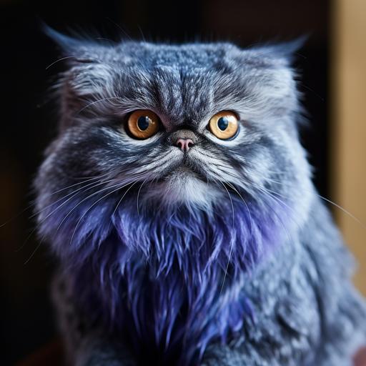 dark blue furred Pallas cat named Prince