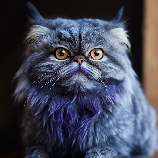dark blue furred Pallas cat named Prince