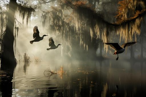 double exposure, wild ducks in flight, over water, cypress trees with spanish moss hanging from the limbs--ar 2400:2400