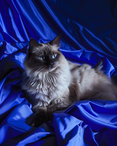 fashion photograph of a smoke-colored vampire cat vampire on a blue sateen sheet with a cobalt background, dramatic lighting, sidelit, --s 50 --c 8 --ar 4:5 --v 6.0