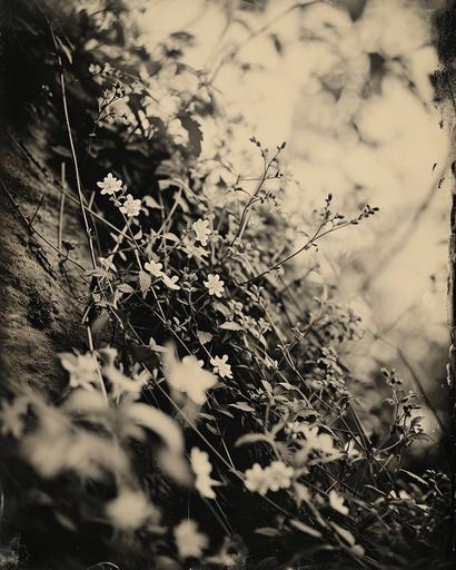 ferrotype of a tangled wire fence covered in flowers running down a steep hill --ar 4:5 --v 6.0