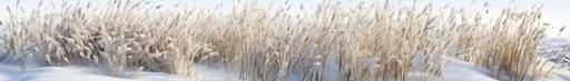 field of buny tail grass, snow, makro, ultra realistic, --ar 7:1