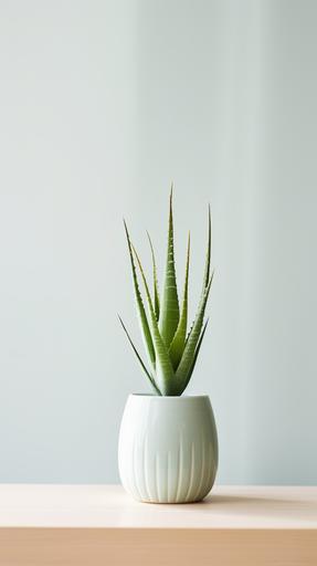 fully grown aloe plant in cute minimal vase. Minimal setting, nordic design, scandinavian mood. --ar 9:16