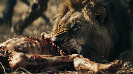 Documentary of lion eating a prey body, cinematographic, 4K, --v 6.0 --ar 16:9