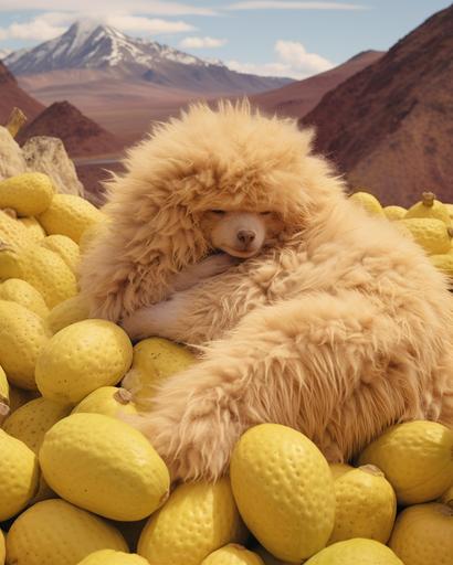 photo of a fluffy monster sleeping on a pile of durians, Greenland landscape, fashion, fashion photography, artistic, vogue, cinematic lighting, soft tones, Wes Anderson style --ar 4:5