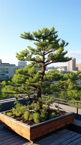 pine tree and buckthorn tree, standing side by side, at rooftop garden --ar 9:16 --v 5.2
