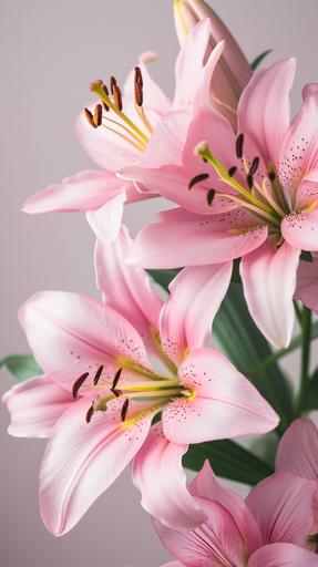 pink lilies ,light background, banner with copy space ,Professional photography, Photograph with a Sony Alpha a7 III at 1/160 sec, f/3.5. --no dark shadows --ar 9:16 --v 6.0