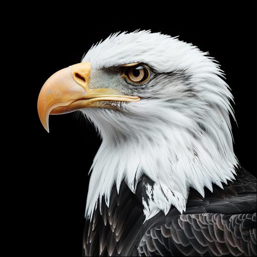 realistic eagle black white head with brown eye soft and caring, eagle looking slightly down facing left