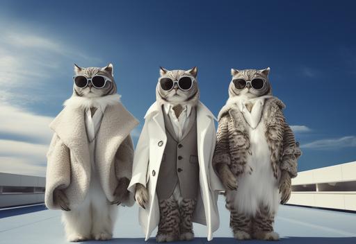 super cool cat owls run the walkway, high fashion, lower angle perspective, editorial photo --upbeta --c 5 --ar 16:11