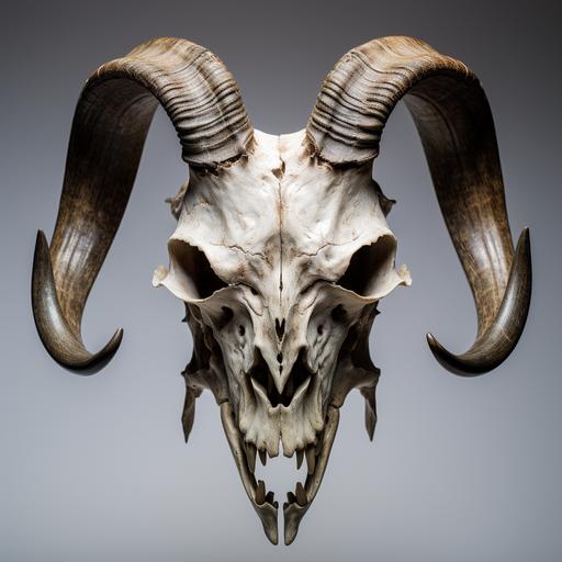 three-quarter view of a creepy goat skull, scary mood, highly detailed, high-definition, evil grin, clear background, no background, sinister looking, high contrast