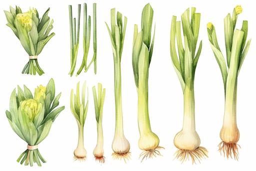 watercolor Leek vegetable clipart, flat style, no volume, few details, washed out, minimalistic style, very lose details, very light colors, transparent colors, light airy hues and pastel tones, spaced out, white background, washed out colors and paint, hand-painted watercolor, watercolor spray, watercolor splash, splatters and paint smudges on top of each Leek, watercolor paper with visible rough paper texture, a variety of watercolor brushes, do not cross workspace borders, rough watercolor paper texture on top --ar 6:4 --s 1000 --v 5.1 --q 2 --s 750