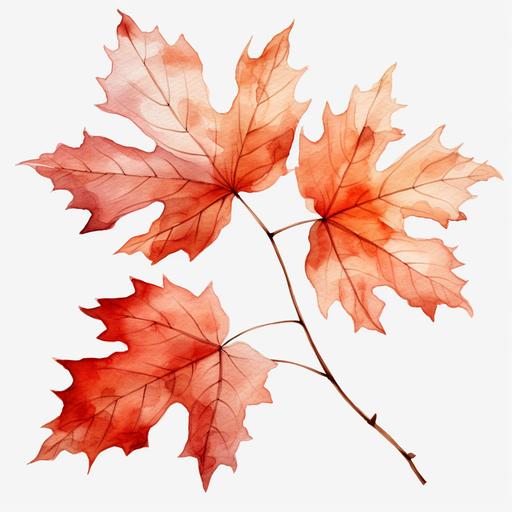 watercolor large vine leaf autumnal clipart white background