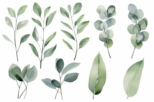 watercolor sage green eucalyptus branches, neutral, isolated on white background --ar 3:2