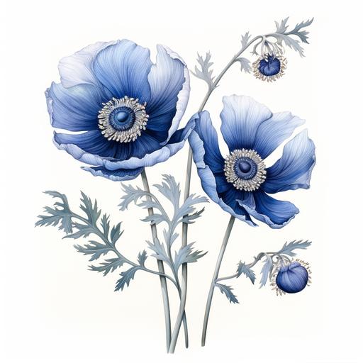white and indigo blue single Blue Anemone plant, botanical drawing, in the style of Richard Wilkinson